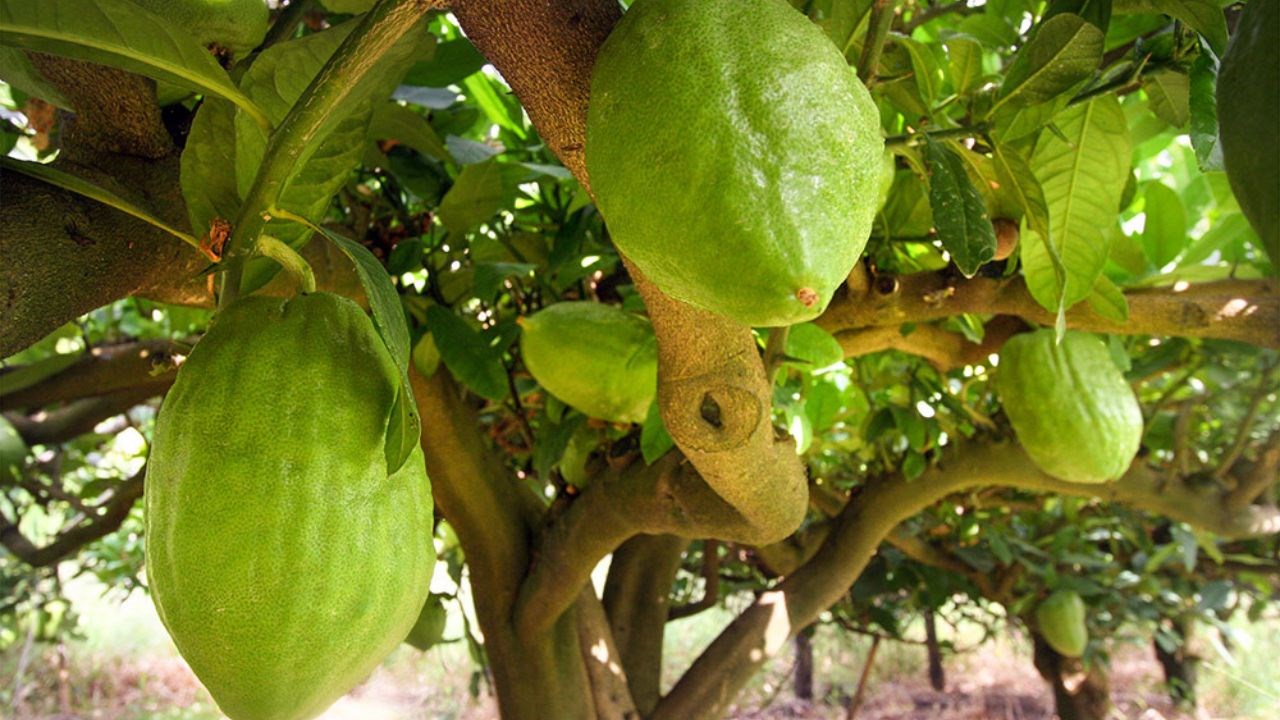 Cedro Santa Maria del Cedro